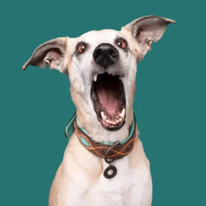 Stoere Joplin hondenhalsband bruin XXS