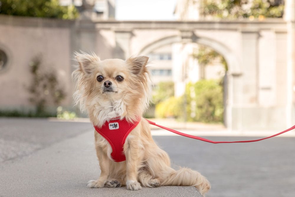 Curli Vest Tuig Clasp Air-Mesh, Beige - Afbeelding 4