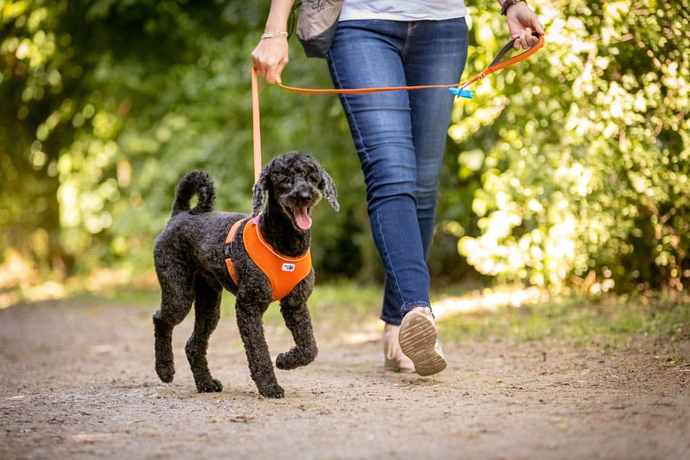 Curli Vest Tuig Clasp Air-Mesh, Beige - Afbeelding 2