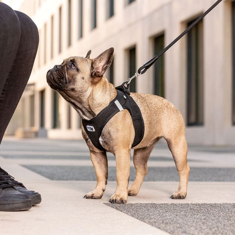 Curli Vest Tuig Clasp Air-Mesh, Zwart - Afbeelding 3